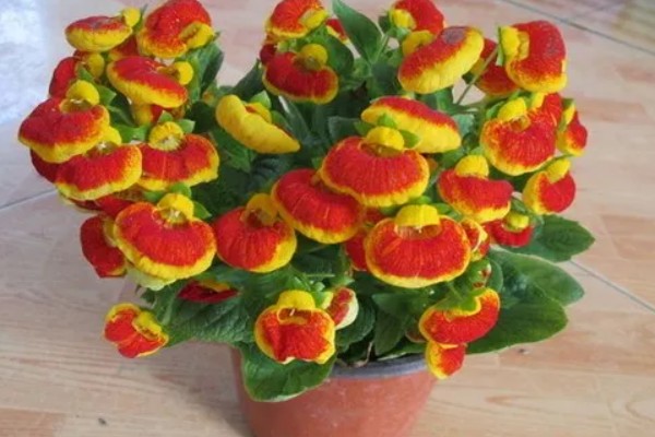 荷包花的养殖注意事项，种植以微酸性沙质壤土为好