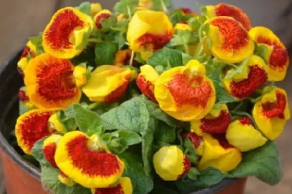 荷包花的养殖注意事项，种植以微酸性沙质壤土为好