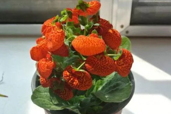 荷包花的养殖注意事项，种植以微酸性沙质壤土为好