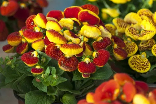 荷包花的养殖注意事项，种植以微酸性沙质壤土为好