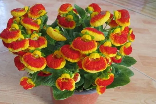 荷包花的养殖注意事项，种植以微酸性沙质壤土为好