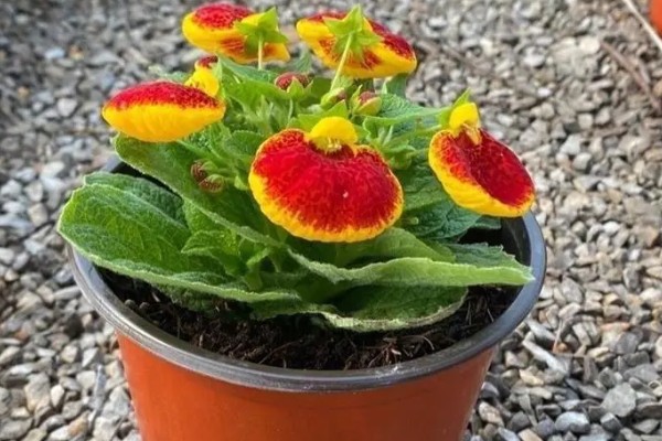 荷包花的养殖注意事项，种植以微酸性沙质壤土为好