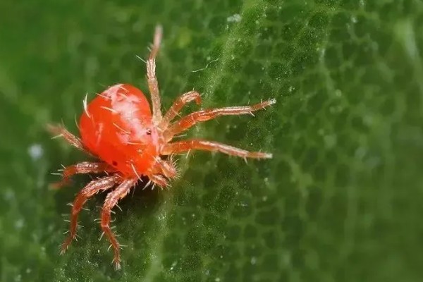 茉莉朱砂叶螨如何防治，危害期喷洒三氯杀瞒醇乳油