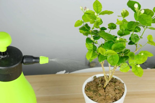 茉莉朱砂叶螨如何防治，危害期喷洒三氯杀瞒醇乳油