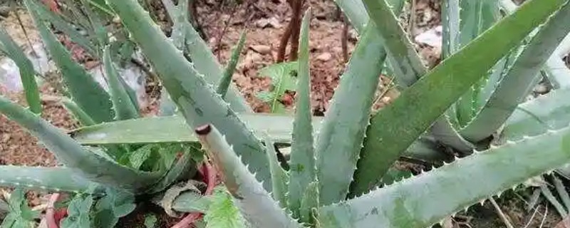 芦荟叶子发黄的原因，可能是缺乏光照所致