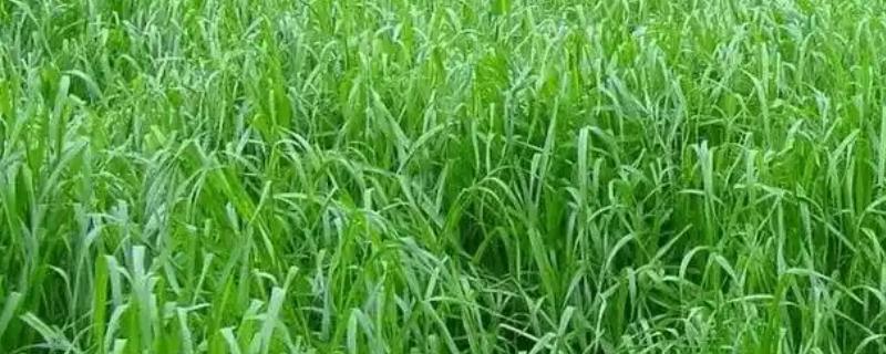 苏丹草是多年生牧草吗，苏丹草不是多年生牧草