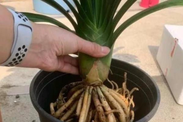 鸿运当头花落了怎么应对，需及时修整植株