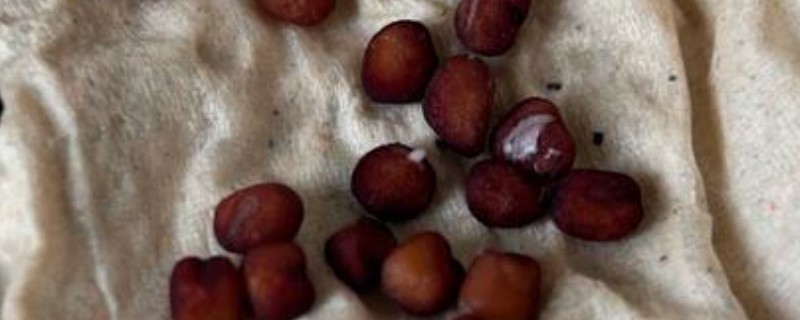 仙客来种子如何种植，可以在每年的春秋季种植