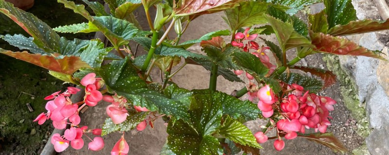 竹节海棠掉叶子的原因，可能是浇水过多所致