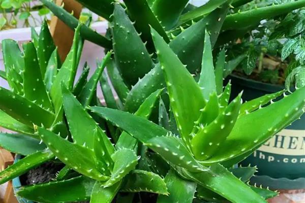 芦荟叶子发黄的原因，可能是缺乏光照所致