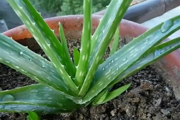 芦荟叶子发黄的原因，可能是缺乏光照所致