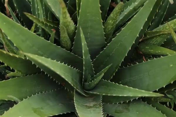 芦荟叶子发黄的原因，可能是缺乏光照所致