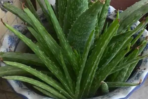 芦荟叶子发黄的原因，可能是缺乏光照所致