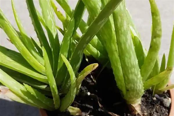 芦荟叶子发黄的原因，可能是缺乏光照所致