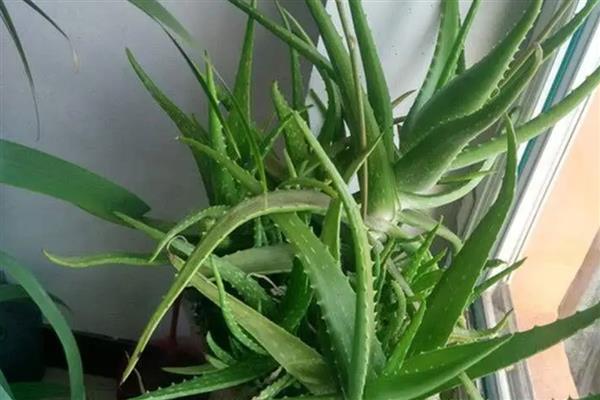 芦荟叶子发黄的原因，可能是缺乏光照所致