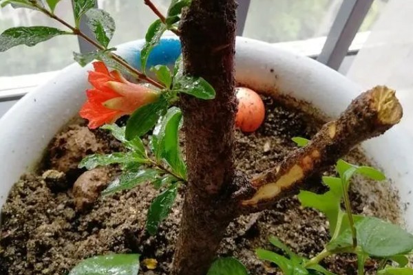 如何繁殖石榴花，以扦插、分株、压条为主