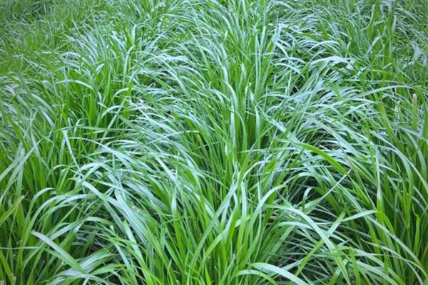 苏丹草是多年生牧草吗，苏丹草不是多年生牧草