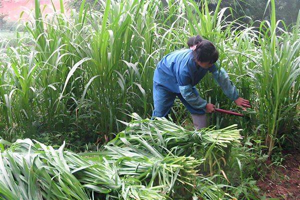 苏丹草是多年生牧草吗，苏丹草不是多年生牧草