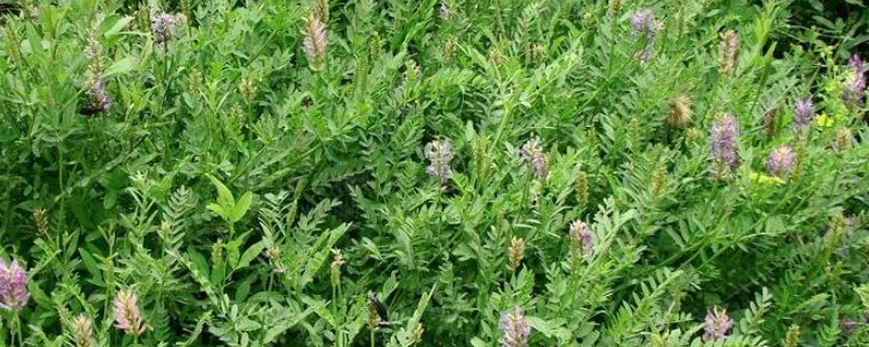 如何收获黄芪，生长2-3年后采收为佳