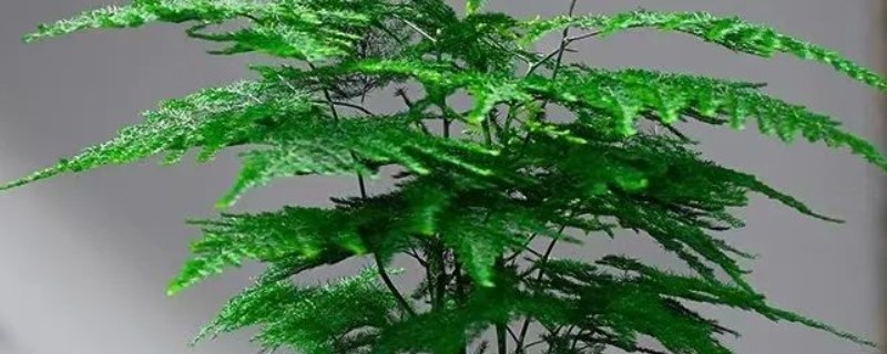 怎么栽培文竹，春秋季节每隔3-5天浇一次水
