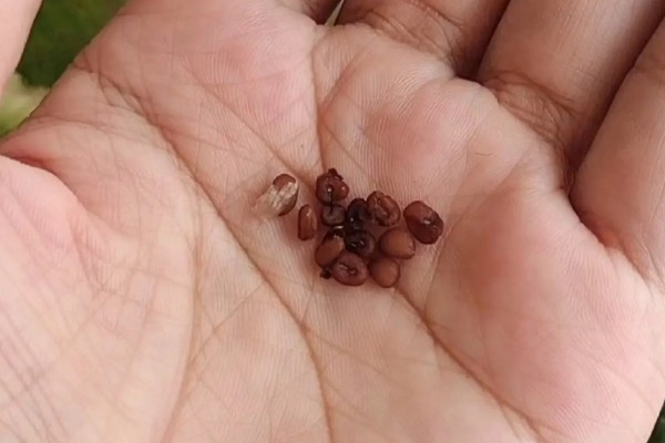 仙客来种子如何种植,可以在每年的春秋季种植