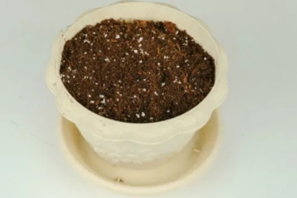 仙客来种子如何种植,可以在每年的春秋季种植