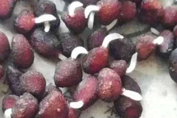 仙客来种子如何种植,可以在每年的春秋季种植