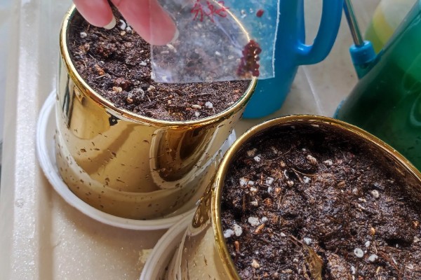 仙客来种子如何种植,可以在每年的春秋季种植