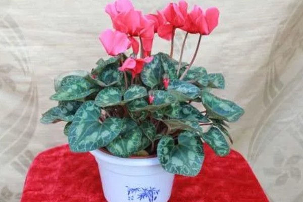 仙客来种子如何种植,可以在每年的春秋季种植