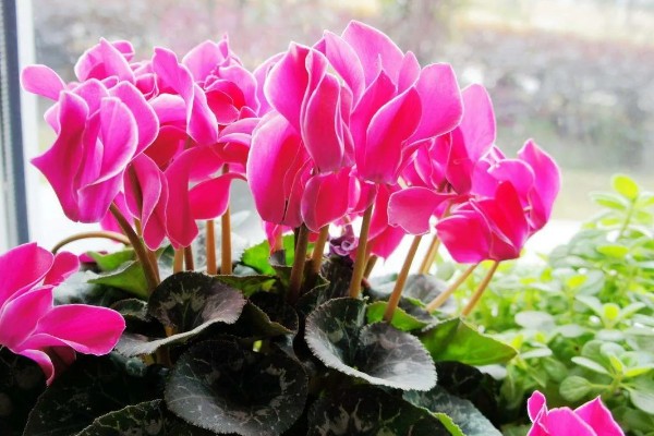 仙客来种子如何种植,可以在每年的春秋季种植