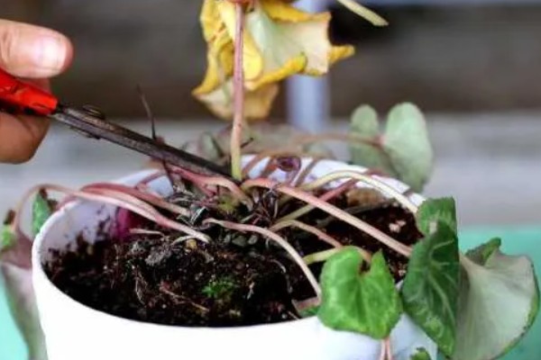 仙客来种子如何种植,可以在每年的春秋季种植