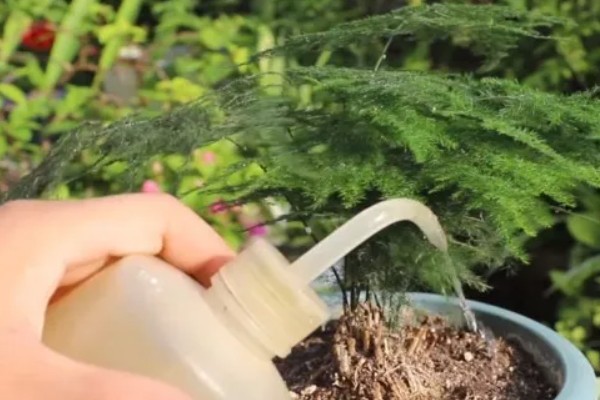 怎么栽培文竹，春秋季节每隔3-5天浇一次水