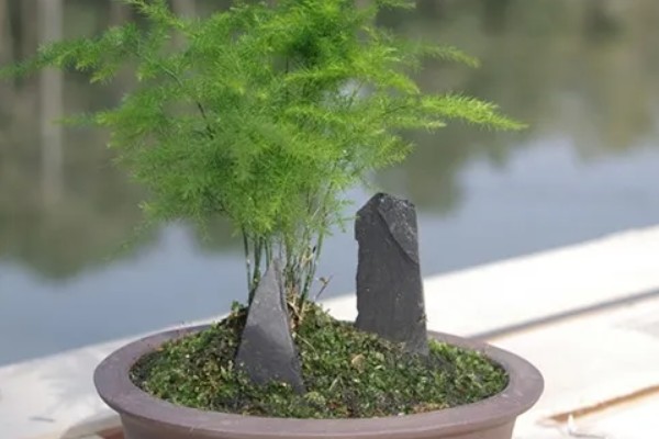 怎么栽培文竹，春秋季节每隔3-5天浇一次水