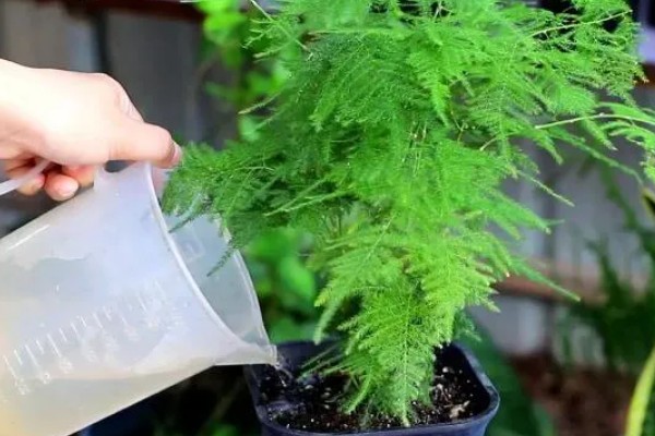 怎么栽培文竹，春秋季节每隔3-5天浇一次水