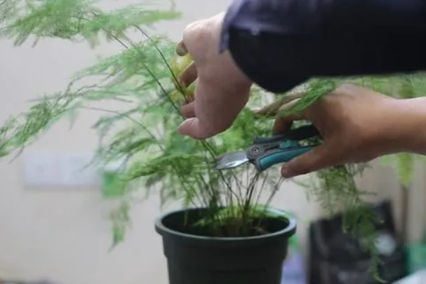 怎么栽培文竹，春秋季节每隔3-5天浇一次水