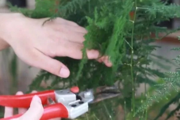 怎么栽培文竹，春秋季节每隔3-5天浇一次水
