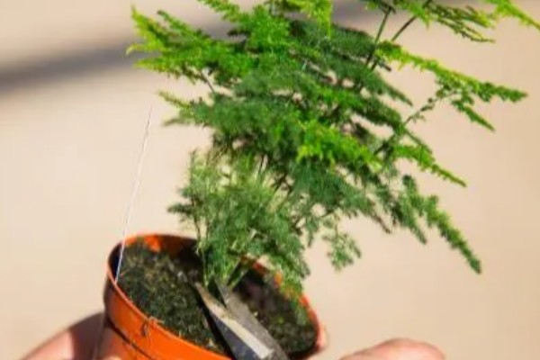 怎么栽培文竹，春秋季节每隔3-5天浇一次水