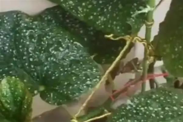 竹节海棠掉叶子的原因，可能是浇水过多所致