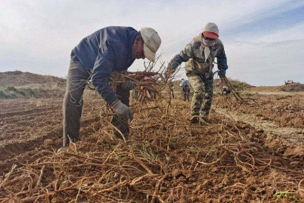 如何收获黄芪，生长2-3年后采收为佳
