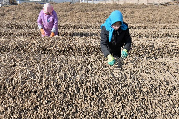 如何收获黄芪，生长2-3年后采收为佳