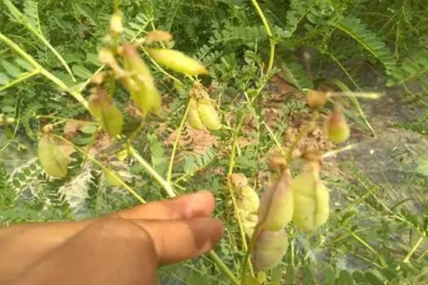 如何收获黄芪，生长2-3年后采收为佳