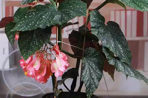 竹节海棠掉叶子的原因，可能是浇水过多所致