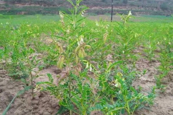 如何收获黄芪，生长2-3年后采收为佳