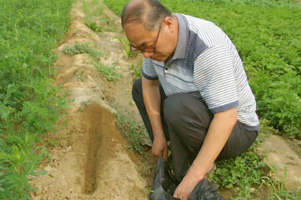 如何收获黄芪，生长2-3年后采收为佳