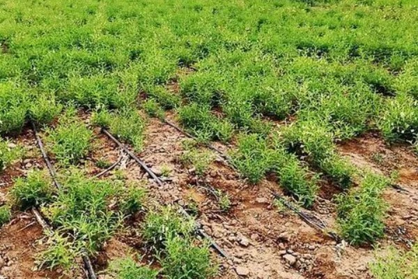 如何收获黄芪，生长2-3年后采收为佳