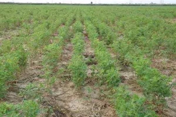 如何收获黄芪，生长2-3年后采收为佳