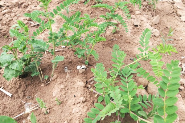 如何收获黄芪，生长2-3年后采收为佳