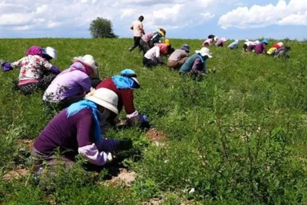如何收获黄芪，生长2-3年后采收为佳