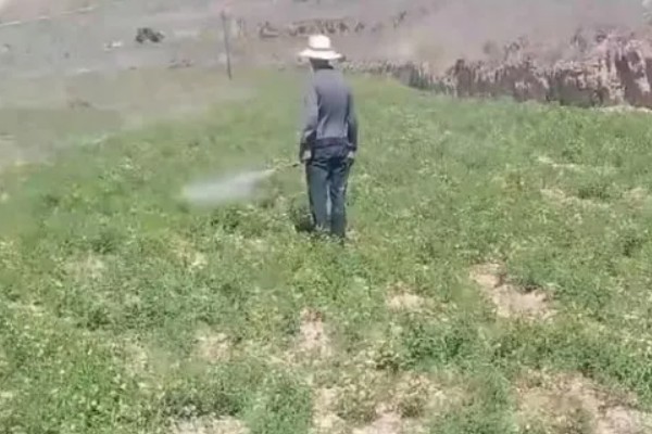 如何收获黄芪，生长2-3年后采收为佳