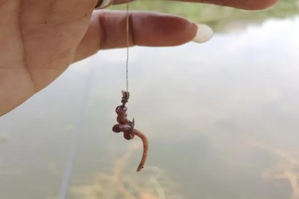 什么时候钓鲤鱼好，黄金时间是夏季